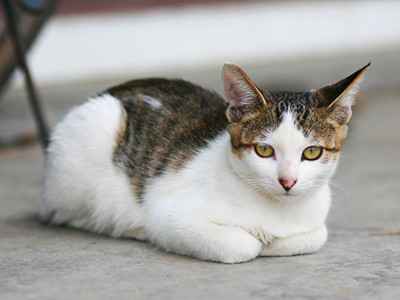 图片[2]-一本万利的买卖：业余养猫赚了10倍的钱 聊聊猫舍怎么赚钱-ww-万源库