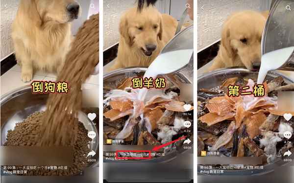 图片[2]-吃播大胃王凉了 为蹭热度不择手段的大胃王宠物还在捞钱-ww-万源库