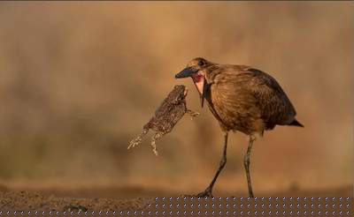 知乎好物推荐项目进阶升级篇 知乎带货操作流程其实很简单-ww-万源库